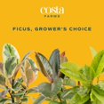 thumbnail image 3 of Costa Farms 10" Ficus Rubber Standard Plant in Decorative Pot, 3 of 10