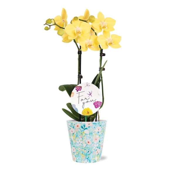 3" Yellow Orchid in Temperance Floramx Pot with For You Pick