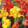 thumbnail image 4 of Member's Mark Canna Blend Dormant Bulbs, 9pk, 4 of 9