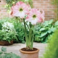 thumbnail image 5 of Member's Mark Garden Amaryllis Pink & Ixia Pink Dormant Bulbs, 25pk, 5 of 10