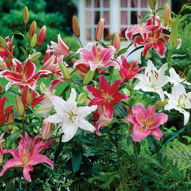 Member's Mark Lily Oriental Blend Dormant Bulbs, 16pk - Samsclub.com