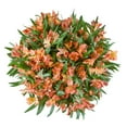 thumbnail image 1 of Member's Mark Alstroemeria, Choose color and stem count, 1 of 1