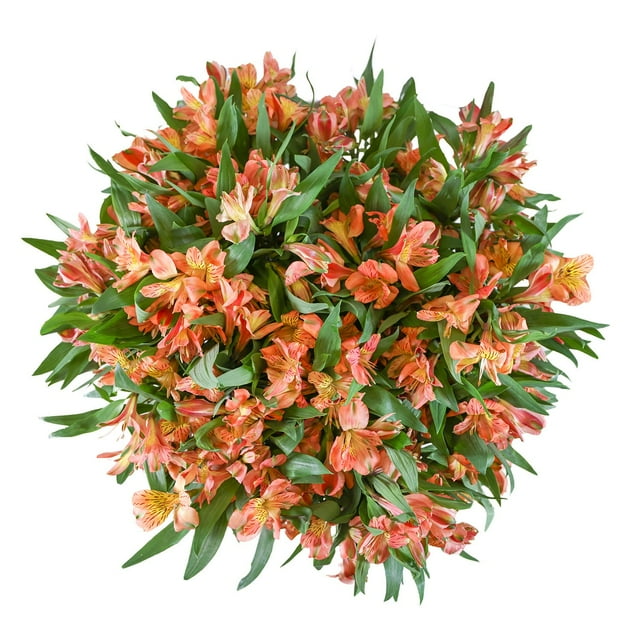 Member's Mark Alstroemeria, Choose color and stem count