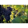 thumbnail image 5 of Moet & Chandon Nectar Imperial Champagne 750 ml, 5 of 5