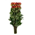 thumbnail image 5 of Member's Mark Ecuadorian Premium Roses, choose color variety and stem count, 5 of 8