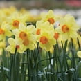 thumbnail image 3 of Member's Mark 60 Days of Blooms Chionodoxa, Crocus, Daffodil, Tulip, and Dutch Iris Dormant Bulbs, 65pk, 3 of 15