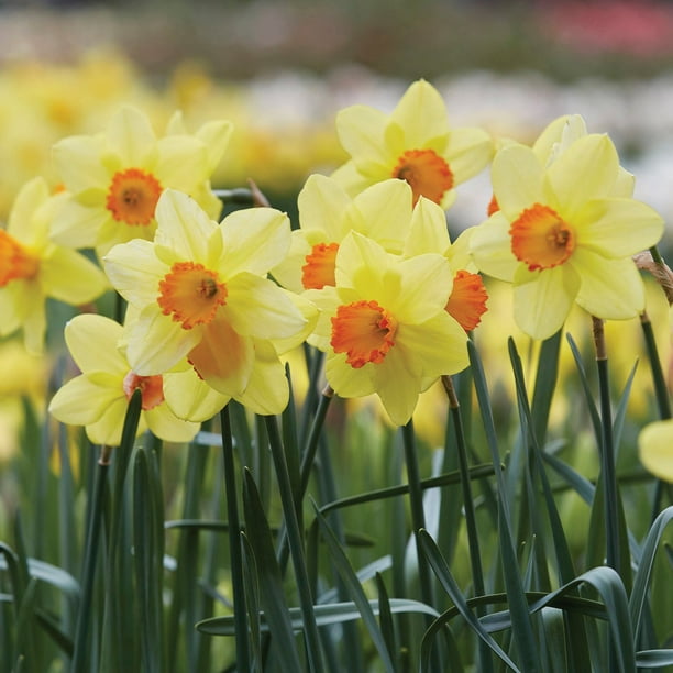 Member's Mark 60 Days of Blooms Chionodoxa, Crocus, Daffodil