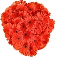 thumbnail image 1 of Member's Mark Gerbera Daisies, choose color and stem count, 1 of 4