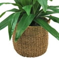 thumbnail image 3 of Faux 42" Dracaena in Handwoven Boho-Style Basket, 3 of 4