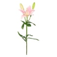 thumbnail image 4 of Member's Mark LA Hybrid Lilies, choose color and stem count, 4 of 8