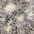 thumbnail image 4 of Member's Mark Painted Mums,  choose color and stem count, 4 of 5