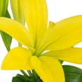 thumbnail image 5 of Member's Mark LA Hybrid Lilies, choose color and stem count, 5 of 8