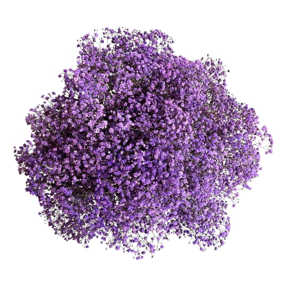 Member's Mark Enhanced Gypsophila, choose color and stem count