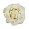 thumbnail image 2 of Member's Mark Ecuadorian Premium Roses, choose color variety and stem count, 2 of 7