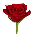 thumbnail image 3 of Member's Mark Roses and Petals Combo, 75 stems+ 2,000 petals, choose color, 3 of 4