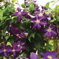 thumbnail image 4 of Member's Mark Clematis Jackmanii Dormant Bulbs, 3pk, 4 of 9