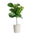 thumbnail image 2 of Costa Farms 10" Ficus Standard Plant in Decorative Pot, 2 of 6