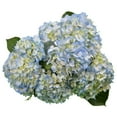 thumbnail image 2 of Member's Mark Hydrangeas, choose color and stem count, 2 of 4