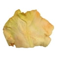 thumbnail image 7 of Member's Mark Illusion Roses, 96 stems, Choose color variety, 7 of 7