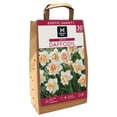 thumbnail image 1 of Member's Mark Daffodil Replete Dormant Bulbs, 30pk, 1 of 9