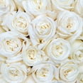 thumbnail image 6 of Member's Mark Ecuadorian Premium Roses, choose color variety and stem count, 6 of 9