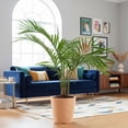 thumbnail image 5 of Costa Farms 10" Majesty Palm in Decorative Pot, 5 of 10