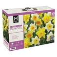 thumbnail image 1 of Member's Mark Daffodil Mix Dormant Bulbs, 40pk, 1 of 9
