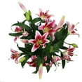 thumbnail image 3 of Member's Mark Oriental Trumpet Lilies, Choose color and stem count, 3 of 5