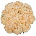 thumbnail image 1 of Member's Mark Color Enhanced Hydrangeas, 20 stems, choose color, 1 of 4