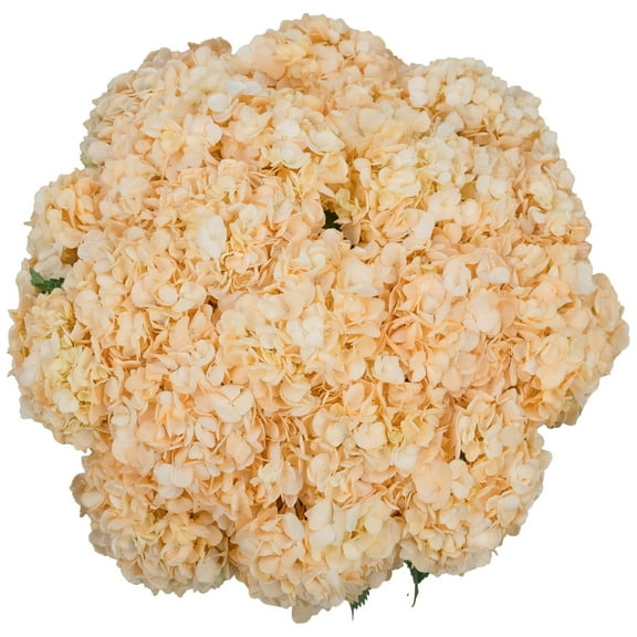 Member's Mark Color Enhanced Hydrangeas, 20 stems, choose color