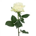 thumbnail image 4 of Member's Mark Ecuadorian Premium Roses, choose color variety and stem count, 4 of 9