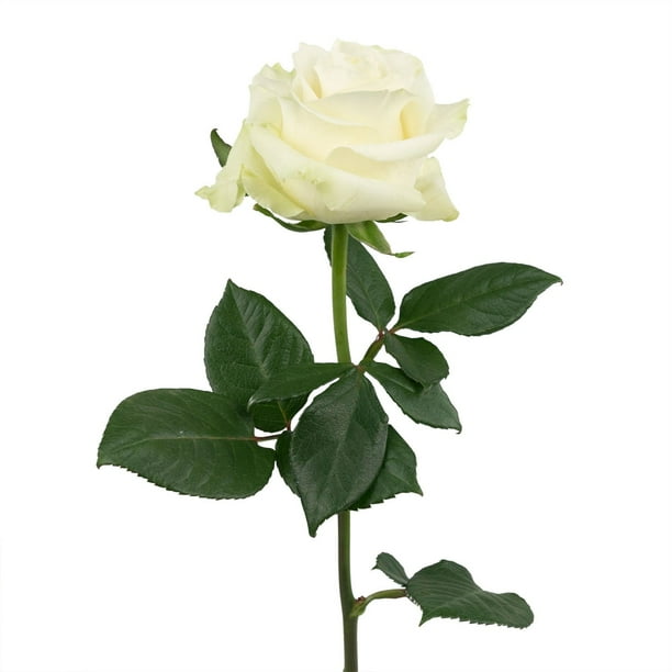 Member's Mark Ecuadorian Premium Roses, choose color variety and