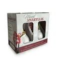 thumbnail image 3 of Holiday Waxed Amaryllis Bulbs, 2pk, 3 of 6
