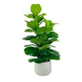 thumbnail image 1 of Faux 5' Deluxe Fig Floor Plant in White Ceramic Pot, 1 of 5