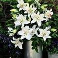 thumbnail image 4 of Member's Mark Super Select Oriental Lily, 5 stems, 4 of 6