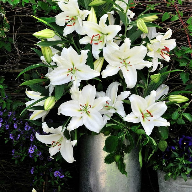 Member's Mark Super Select Oriental Lily, 5 stems - Samsclub.com
