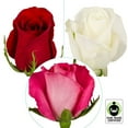 thumbnail image 5 of Member's Mark Fair Trade Roses, 75 stems, Choose color variety, 5 of 5