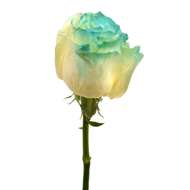 Member's Mark Illusion Roses, 96 stems, Choose color variety