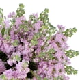 thumbnail image 5 of Member's Mark Stock, 100 stems, choose color, 5 of 7