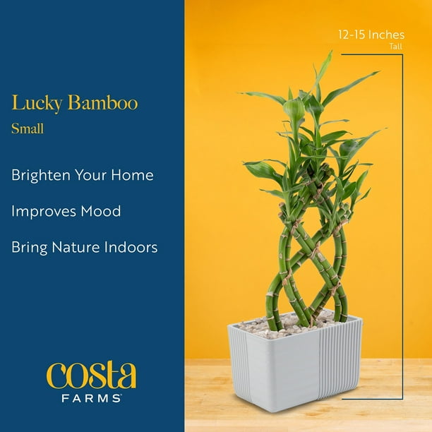 Costa Farms Medium Lucky Bamboo Plant in Decorative Pot - Samsclub.com