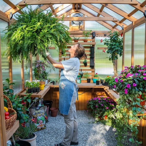 ハーディー パーフェクショングラス 7 1/2 ＃4 Backyard Discovery 11'x7' Traditional Cedar Greenhouse - DIY