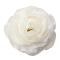 thumbnail image 2 of Ranunculus, 60 stems, choose color, 2 of 6