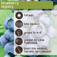 thumbnail image 7 of Member's Mark Blueberry Legacy & Bluecrop, 2pk, 7 of 10