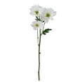 thumbnail image 3 of Member's Mark Pompon Daisies, 90 stems (Choose color), 3 of 4