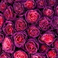 thumbnail image 5 of Member's Mark Farm Fresh Velvet Roses, choose color and stem count, 5 of 9