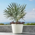 thumbnail image 1 of Member's Mark Knoll 22" Round Plastic Planter, 1 of 8