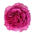 thumbnail image 2 of Member's Mark Garden Roses, 36 stems, Choose color variety, 2 of 6