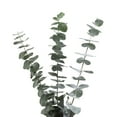 thumbnail image 1 of Member's Mark Baby Blue Eucalyptus 200 stems, 1 of 5