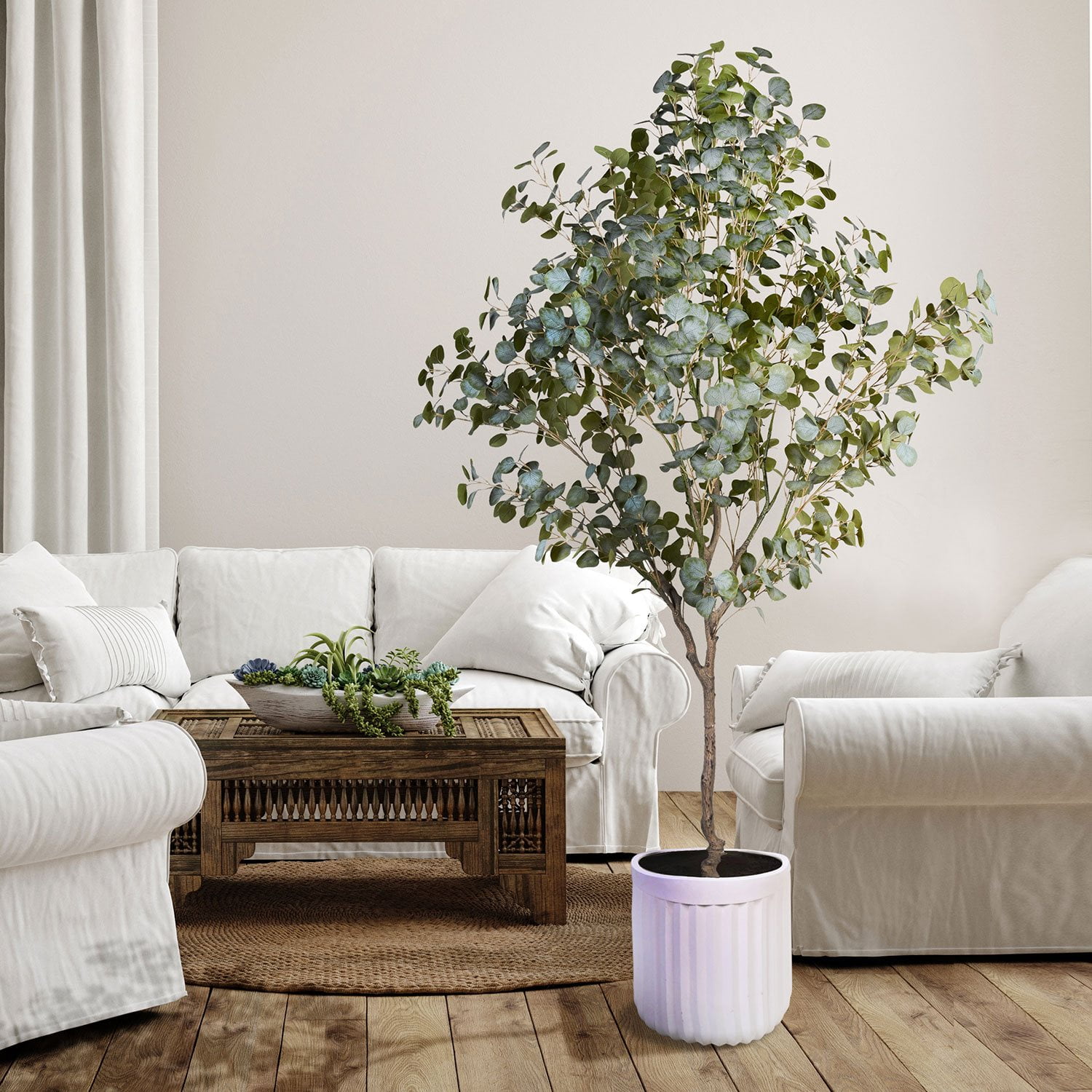 フィカス ウンベラータ 8号 S-shaped tree form 130cm S-shaped tree 8