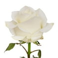 thumbnail image 1 of Roses - White - 100 Stems, 1 of 6